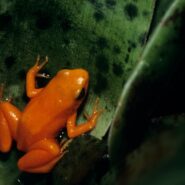mantella tree frog