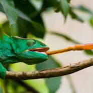chameleon