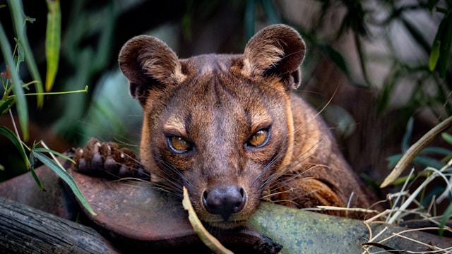 the elusive fossa