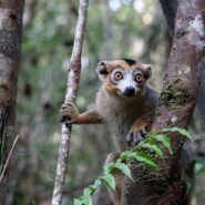 lemur peeking through trees