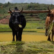 cattle in field