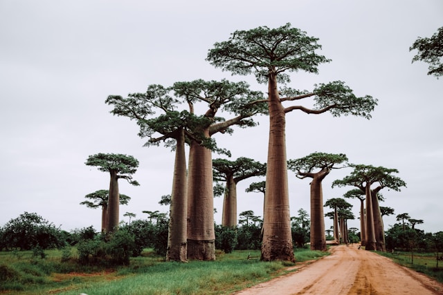 baobabs