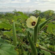 okra field in South Carolina