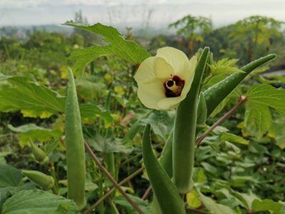 okra field in South Carolina