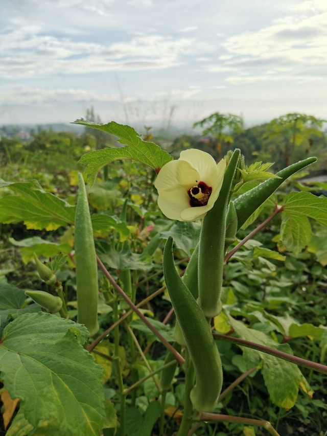 okra field in South Carolina
