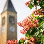 McGraw Tower in the springtime.