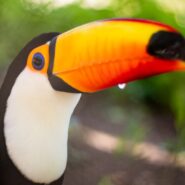Toucan