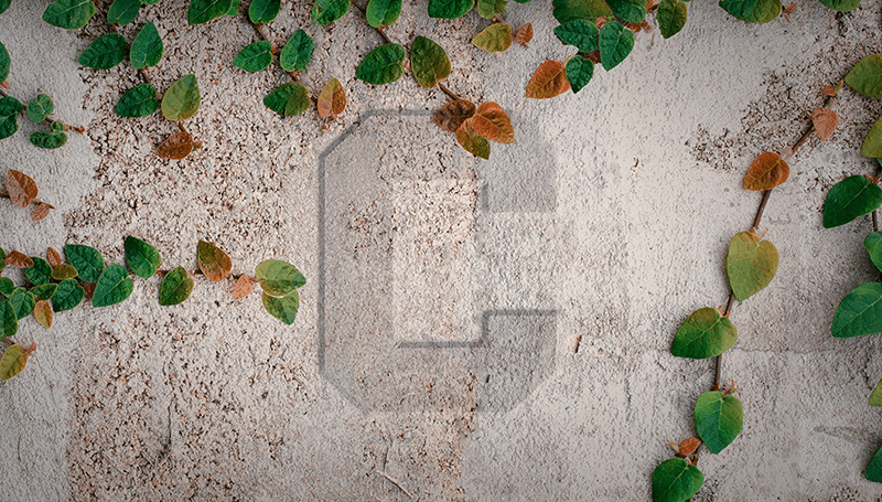 Which of these Cornell C designs resonates with you?