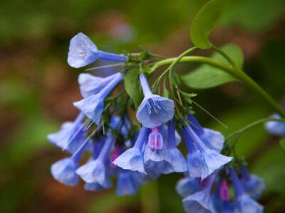 Bluebells bloom at Cornell Plantations in spring.