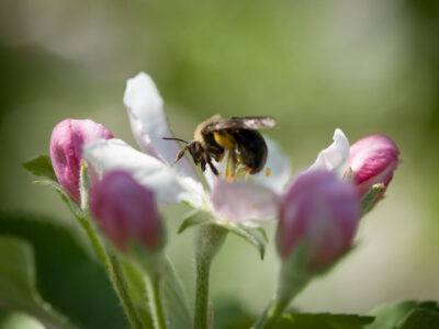 Honey bees pollinate flowering plants at Cornell Orchards.