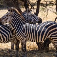 zebras under a tree