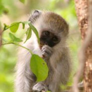 Photo by Linda Rayor