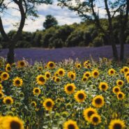 Field of sunflowers