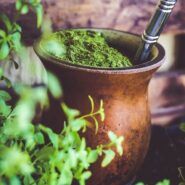 traditional tea: yerba mate