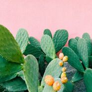 cacti beside a pink wall