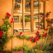 flowers against a window