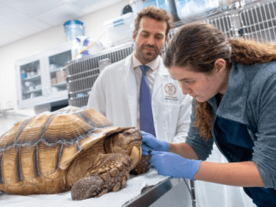 Student and vet examine a tortoise