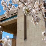 Blossoms outside the Johnson Museum of Art