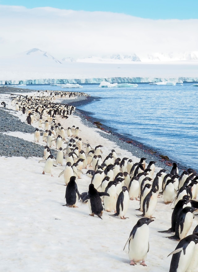 Marching Adelies at Brown Bluff, Antarctica