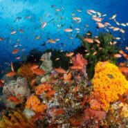 Reef view of coral and fish