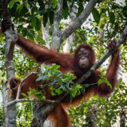 orangutan in the trees