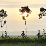 3 cyclists with palm trees