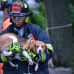 In his role as a volunteer firefighter, Oscar Bernal ’09, MEng ’10 rescued this dog from floodwaters caused by Hurricane Irene in 2011.