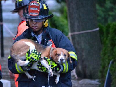 In his role as a volunteer firefighter, Oscar Bernal ’09, MEng ’10 rescued this dog from floodwaters caused by Hurricane Irene in 2011.