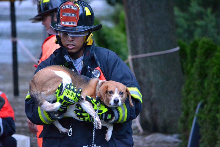 In his role as a volunteer firefighter, Oscar Bernal ’09, MEng ’10 rescued this dog from floodwaters caused by Hurricane Irene in 2011.