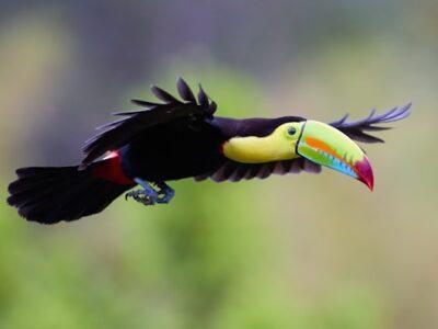 Toucan in flight