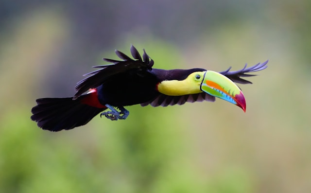 Toucan in flight