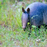 armadillo