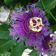 passion flower