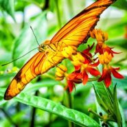 Julia butterfly