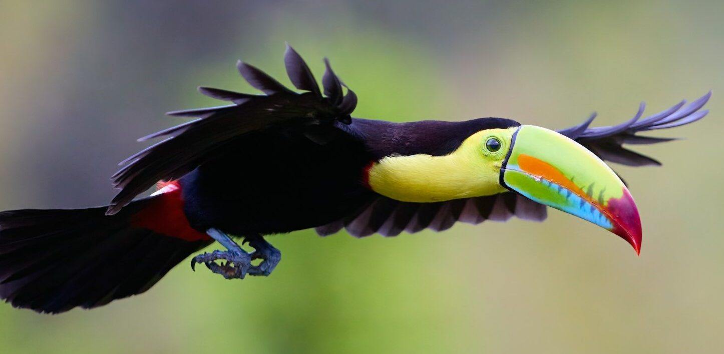 toucan in flight