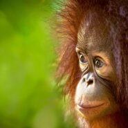 cute baby orangutan