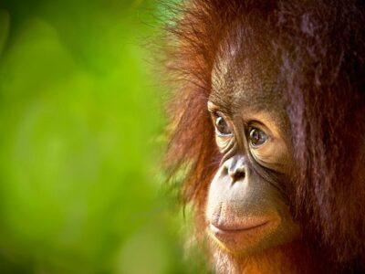 cute baby orangutan