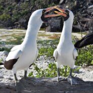 Nazca boobie birds