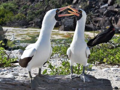 Nazca boobie birds