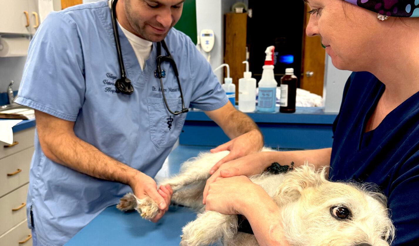 Andrew Massaro DVM ’15, with the help of veterinary technician Sharon Johnson, examines Rubble, who presented for limping on his right hind leg.