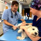 Andrew Massaro DVM ’15, with the help of veterinary technician Sharon Johnson, examines Rubble, who presented for limping on his right hind leg.