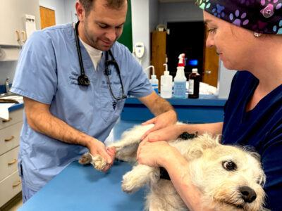 Andrew Massaro DVM ’15, with the help of veterinary technician Sharon Johnson, examines Rubble, who presented for limping on his right hind leg.