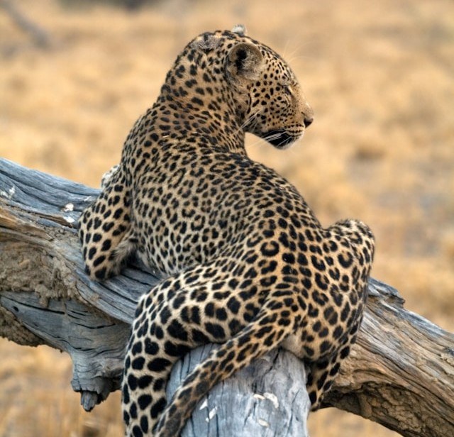 safari photo