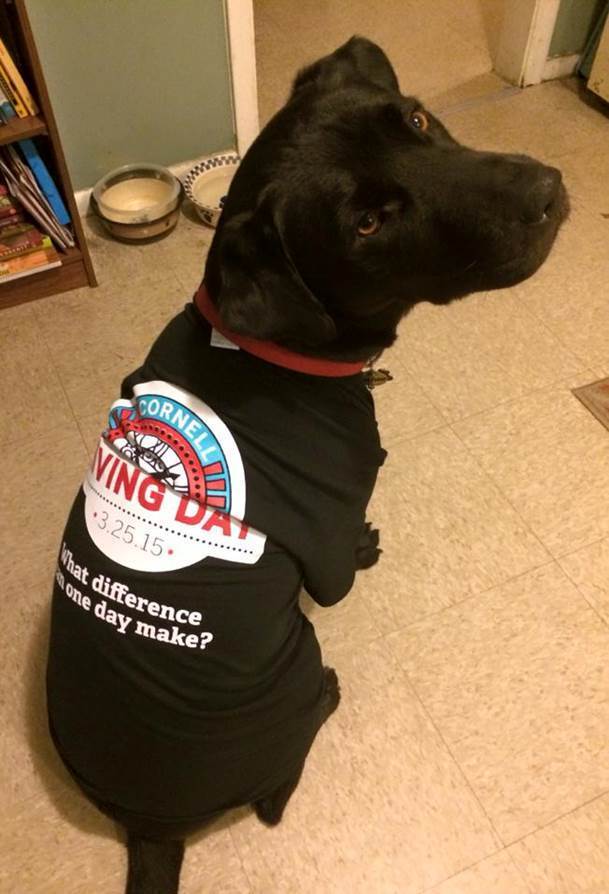Dog wearing Cornell Giving Day 2015 shirt