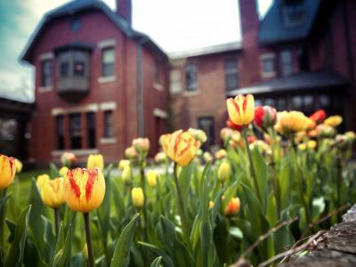 Tulip garden at the A.D. White House