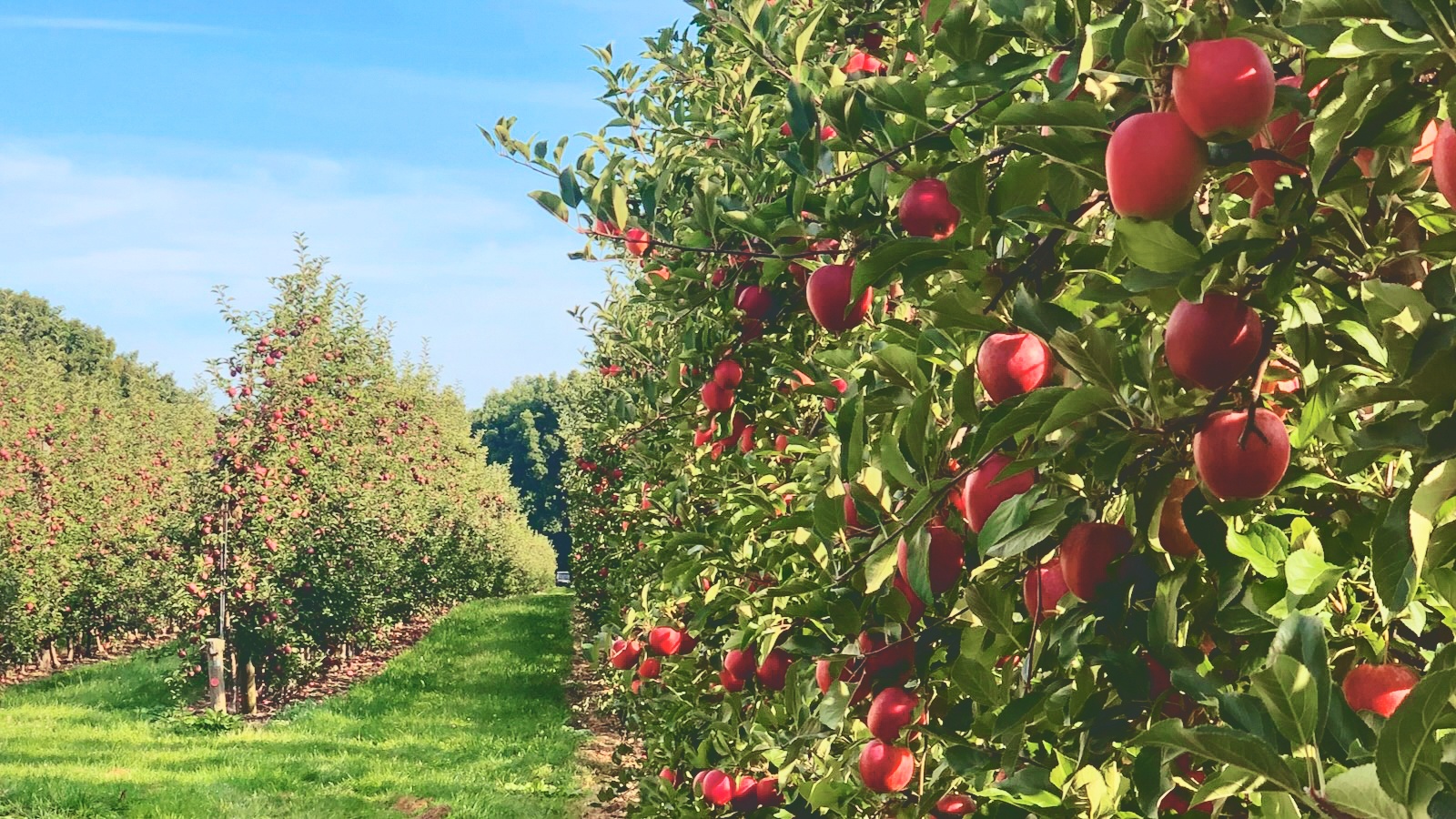 Award-Winning New York Grower Is the Apple of Everyone’s Eye